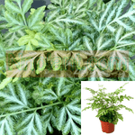 Fern Silver Pteris Plant 6Inches Pot Fern Silver Lace Fern Pteris Ensiformis Evergemiensi Fern Live Plant