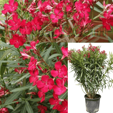 Nerium Oleander Harry Red Plant Flowered Oleander Red 5Gallon Live Plant Ht7 Best