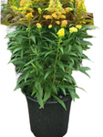 Solidago Little Lemon 1Gallon Solidago Little Lemon Goldenrod Dwarf 1Gallon Little Lemon Goldenrod Live Plant Mr7