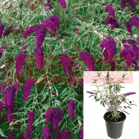 Buddleia Nan Dwarf Purple 5Gallon Butterfly Bush Plant Summer Lilac Shrub Live Plant Outdoor Ho7