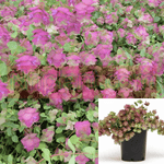 Origanum Rotund Kent Beauty 1 Gallon Pot Plant Marjoram Rare Live Plant Mr7