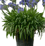 Agapanthus Africanus 1Gallon Agapanthus Africanus Africanus Blue African Lily Gr7