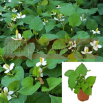 Fish Mint Fishy Smell Houttuynia Cordata Chameleon Chinese lizard tail Fish 4Inches Pot Live Plant