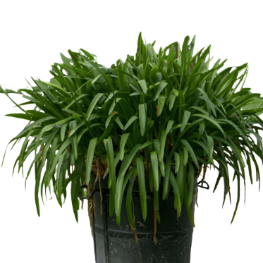 Agapanthus Africanus Blue 5 Gallon African Lily Live Plant Gr7