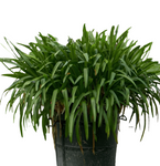 Agapanthus Africanus Blue 1Gallon Lily Of Nile Agapanthus Africanus Plant Africanus Gr7