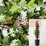 vine White fume flower Trachelosmum Jasminoides Plant Star Jasmine Staked 5Gallo Mr7