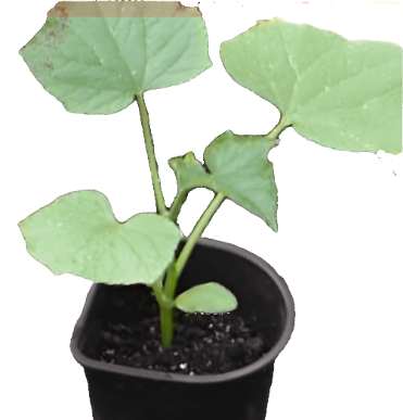 Cucumber Plant english Cucumber Hybrid Summer Expres Live Plant 1 gallon best veggies ht7