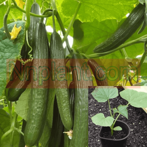Cucumber Plant english Cucumber Hybrid Summer Expres Live Plant 1 gallon best veggies ht7