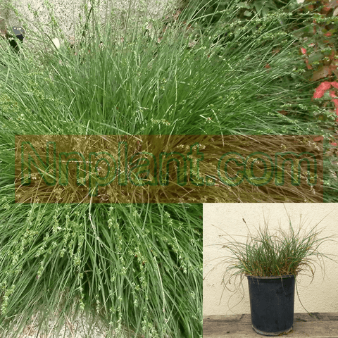Carex Pansa Praegracilis 1Gallon California Meadow Sedge Grass Live Plant
