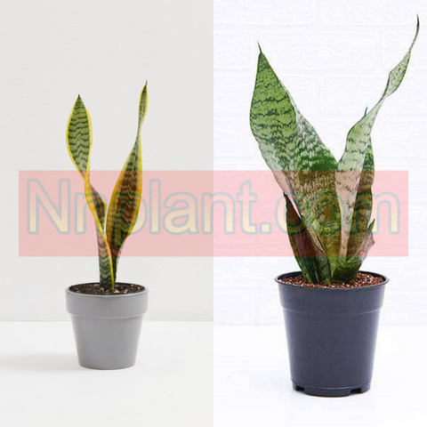 Snake Plant 4Inches Pot Snake Variegated Snake Green Plant Succlent Lant Mother Ht7 Best