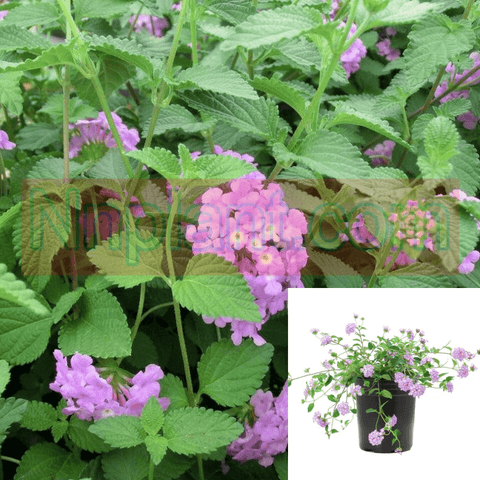 Lantana Trailing Lavender Plant Lantana Montevidensis 1Gallon Pot 1Gallon Ht7