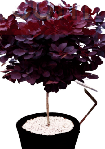 Cotinus Coggygria Royal Purple 5Gallon Purple Smoking Live Plant