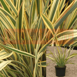 Phormium Golden Ray Plant New Zealand Flax Plant Golden Ray New Zealand 5Gallon Live Plant Fr7