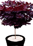 Cotinus Cogg Royal Purple Standard Tree 5Gallon Cotinus Coggygria Royal Purple