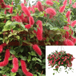 Chenille Firetail Cat Tails 2 Gallon Ht7 Plant Acalypha Pendula Red Flower Hanging Live Plant