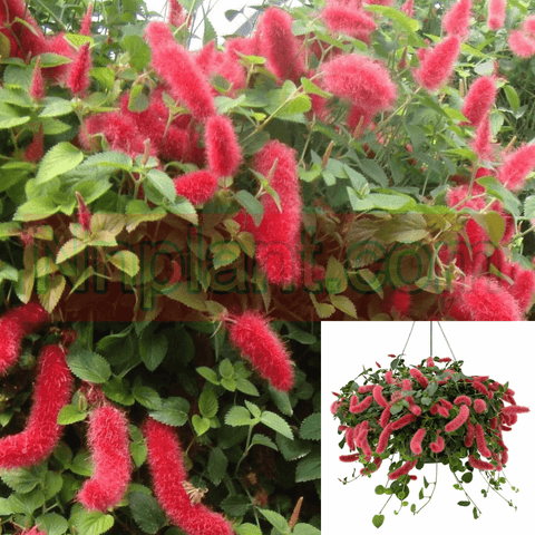 Chenille Firetail Cat Tails 2 Gallon Plant Acalypha Pendula Red Indoors Out Pot Siz Live Plant Ht7