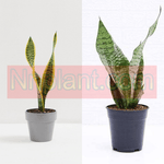 Combo Of 2 Snake Plant 4Inches Pot Snake Variegated Snake Green Plant Succlent Live Plant Ht7