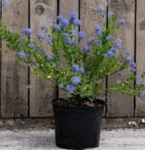 Ceanothus Yankee Point 1Gallon Horizontal Wild Lilac Plant Blue Californian Lilac Yankee Point 1Gallon Matur Live Plant