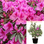 Azalea Phoenicia 5 Gallon Pink Plant Rhododendron Tree Flower Live Plant Fr7