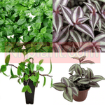 Combo Of 2 Wandering Jew Plant 4Inches Pot Green Wandering Jew Plant Purple Wandering Jew Plant Indoor Live Plant Ht7
