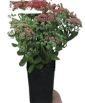 Sedum Autumn Joy Plant Stonecrop Sedum Spectabile Autumn Joy 4Inches Pot Plant Autumn Joy Autumn Joy Pink ht7