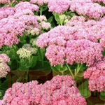 10Cuttings Sedum Autumn Joy red flower Stonecrop Sedum Spectabile Autumn Joy Plant Not Rooted