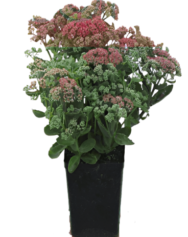 Sedum Autumn Joy 1 Gallon Pink Plant Spectabile Live Plant Grfrho7A