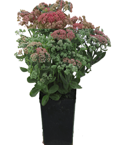 Sedum Autumn Joy 1Gallon Pink Plant Sedum Spectabile Autumn Joy Live Plant Grfrho7A