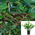 Rhamnus John Edwards 5Gallon Italian Buckthorn John Edwards Live Plant Fr7