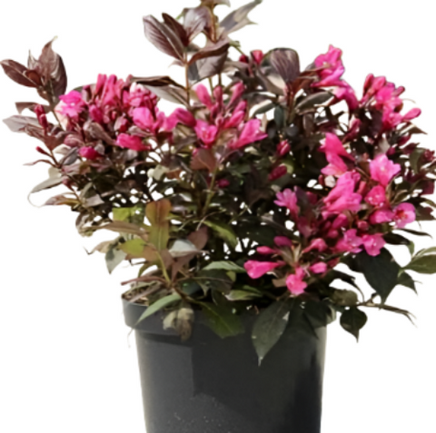 Weigela Florida Minuet 5 Gallon Pot Old Fashioned Weiglea Pink Live Plant Outdoor Ho7