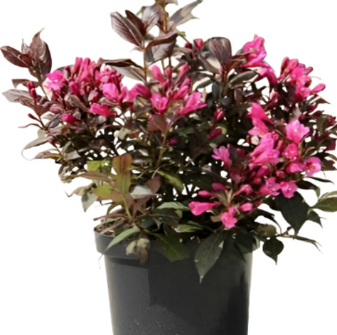 Weigela Florida Minuet 5Gallon Pot Old Fashioned Weiglea Pink Live Plant Outdoor Ho7