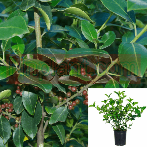 Rhamnus Alaternus John Edwards Column 5 Gallon John Edwards Italian Buckthorn Shrub Live Plant Ho7