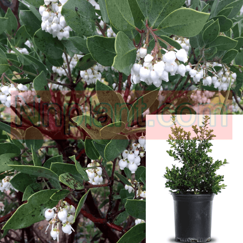 Arctostaphylos Den Howard Mc Minn 1Gallon Plant Arctooward Mcminn Plant Howard Mcminn Manzanita Live Plant Frgr7