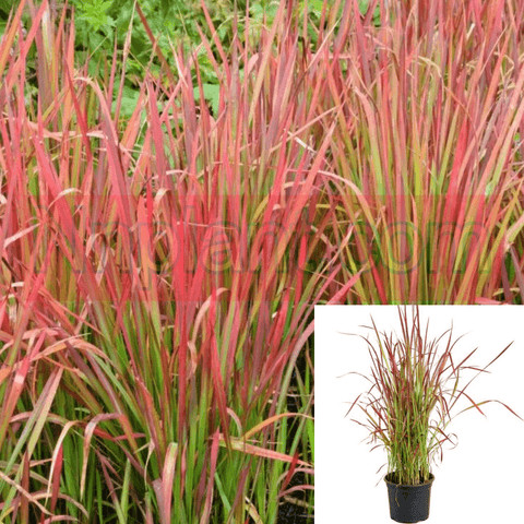 Imperata Cylindrica Rubra 1GallonLive Plant Japanese Red Blood Red Plant Grass Live Plant Outdoor Plant Fr7