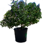 Vitex Fe Flipside 3 Gallon Pot Flip Side Chastetree Blue Plant Perennial Outdoor Live Plant Ho7