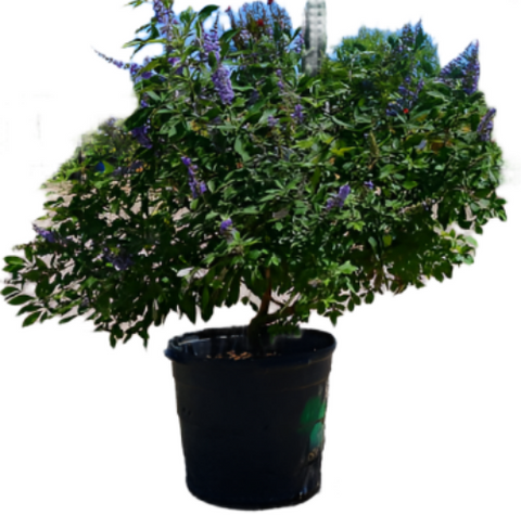 Vitex Fe Flipside 3 Gallon Pot Flip Side Chastetree Blue Plant Perennial Outdoor Live Plant Ho7