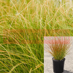 Carex Testacea Plant Prairie Fire 1Gallon Red Sedge Grass Outdoor Live Plant Ho7