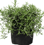 Rosmarinus Off Prostrata Plant Rosmarinus Officinalis Prostrata Plant Creeping Rosemary 5Gallon Live Plant Outdoor Plant