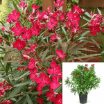 Nerium Oleander Red Plant Nerium Oleander Oleander 1Gallon Oleanderrose Laurel Scented Oleander Red Live Plant Fr7