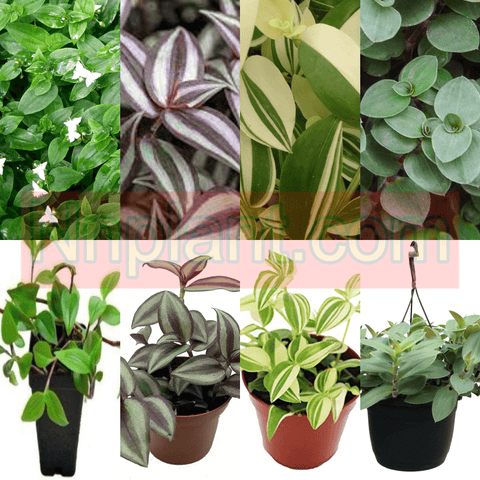 Combo Of 4 Wandering Jew Plant 4Inches Pot Green Wandering Jew Plant Purple Wandering Jew Plant Verigated Wandering