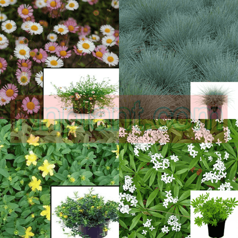 Combo Of 4 Ground Cover Plant 3Inches Pot Mixed Flowering Ground Covering Live Plant Ht7