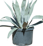 Agave Americana Blue Plant 7Gallon Century Plant Sky Blue American Aloe Plant Succulent Drought Tolerant Live Plant Ht7