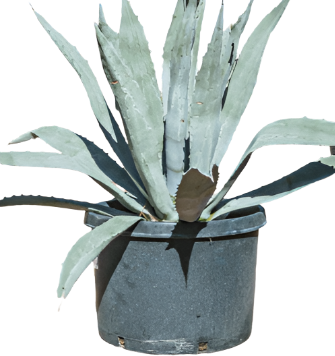 Agave Americana Blue Plant Century Plant Sky Blue American Aloe Succulent Drought Tolerant Live Plant 5gHt7 7GALLON