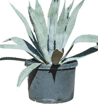 agave succulent plants for sale Agave Americana 5 Gallon Century Plant Sky Blue American Aloe Succulent Live Plant Ght7
