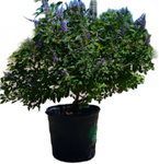 Vitex Fe Delta Blues 5Gallon Pot Delta Blues Chastetree Plant Perennial Outdoor Live Plant Ho7Ht7