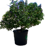 Vitex Fe Delta Blues 5Gallon Pot Delta Blues Chastetree Plant Perennial Outdoor Live Plant Ho7 Ht7