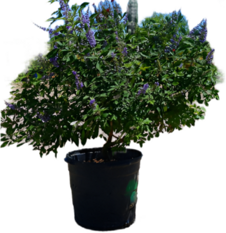 Vitex Fe Delta Blues 5Gallon Pot Delta Blues Chastetree Plant Perennial Outdoor Live Plant Ho7Ht7