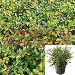 Ilex Vomitaria Stokes 1 Gallon Plant Yaupon Holly Dwarf Live Plant Fr7
