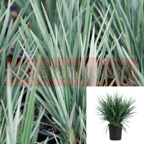 Dianella Rev Baby Bliss 1Gallon Pot Native Flax Live Plant Outdoor Fr7