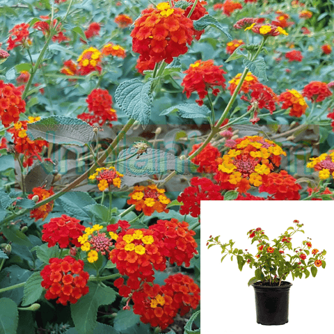 Lantana Orange Red Plant Lantana Radiation Improved Shrub 1Gallon Live Plant Ht7